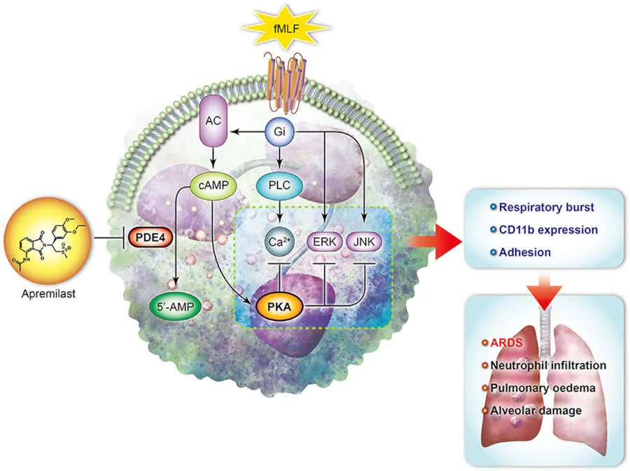 Mecanismo de accioón de Apremilast
