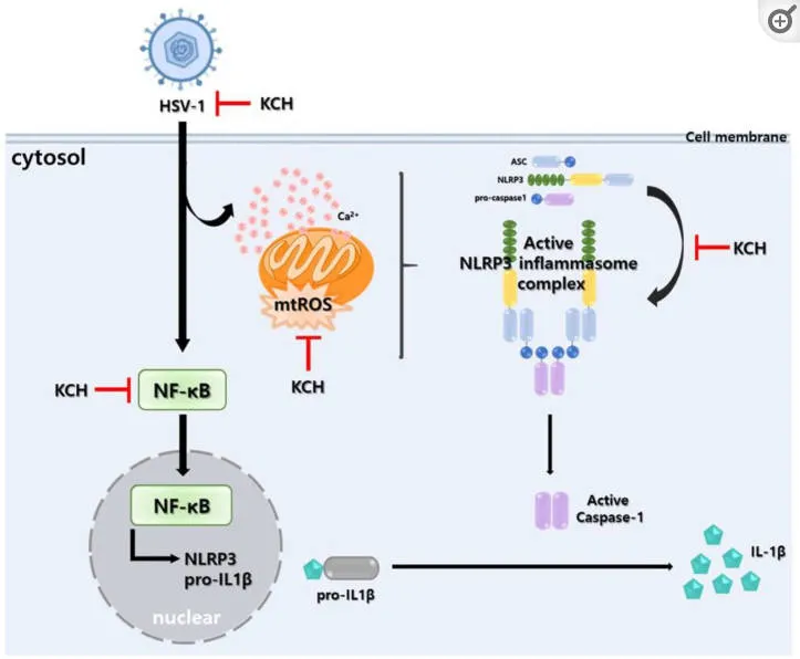 Mecanismo antiviral de Miel de Castaño Koreano