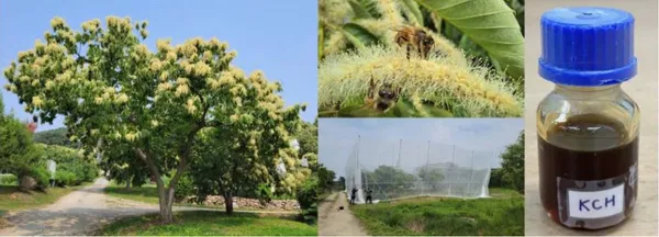 img of El Poder Antiviral de la Miel de Castaño Coreano.